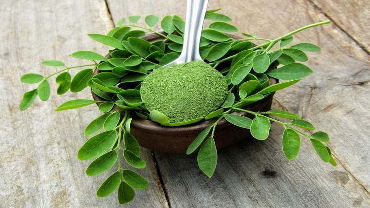 Can Moringa reduce poverty?