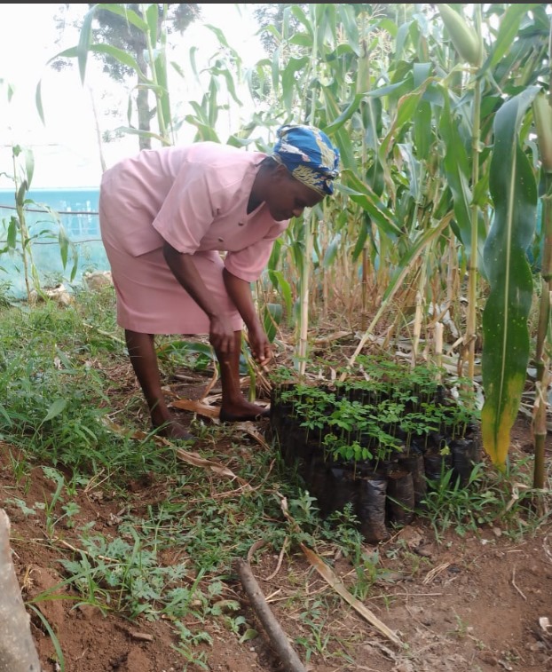 How does Moringa fight climate change