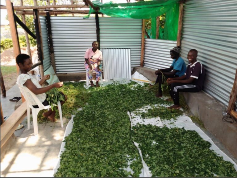 How scalable is Moringa farming?